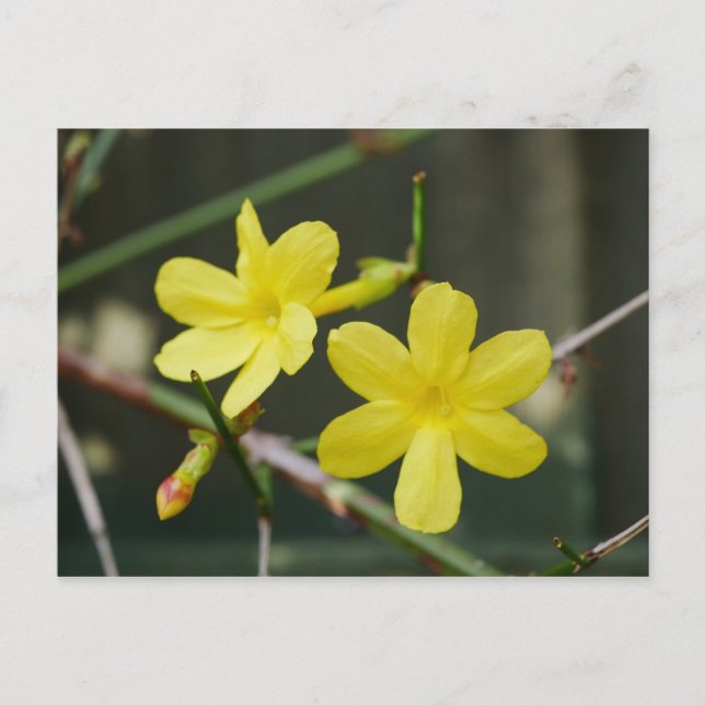 Winter Jasmine Blume Postkarte (Vorderseite)