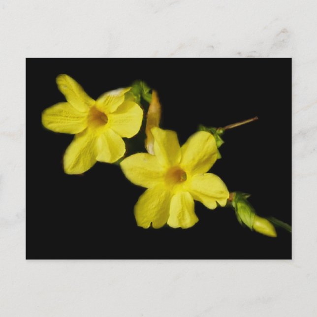 Winter Jasmine Postcard Postkarte (Vorderseite)