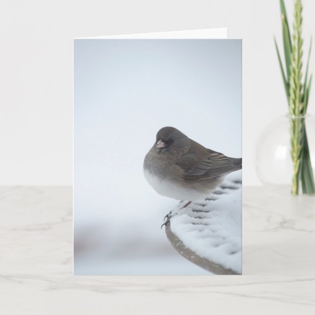 Winter Junco Karte (Vorderseite)