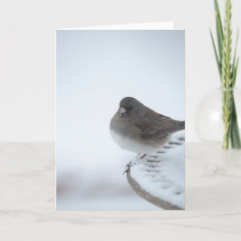 Winter Junco Karte