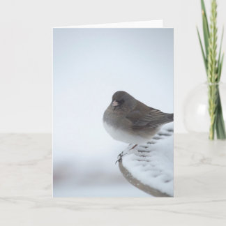 Winter Junco Karte