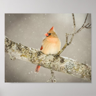 Winter Kardinal Bird Poster