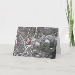 Winter-Kardinal Feiertagskarte
