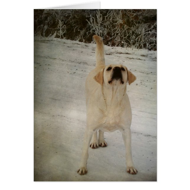 Winter Labrador (Vorne)