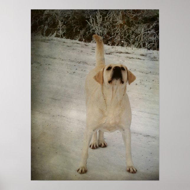 Winter Labrador Poster (Vorne)