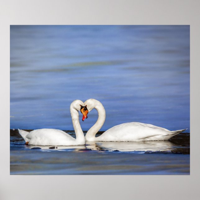 Winter Liebe Swan Couple Poster (Vorne)