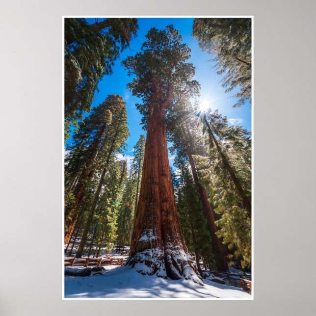 Winter Light Giant Sequoia General Sherman Print Poster (Vorne)