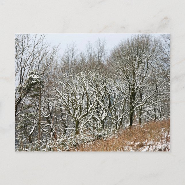 Winter Macclesfield Forest Card Postkarte (Vorderseite)
