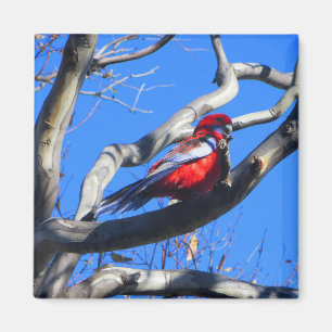 Winter-Natur in Canberra Magnet