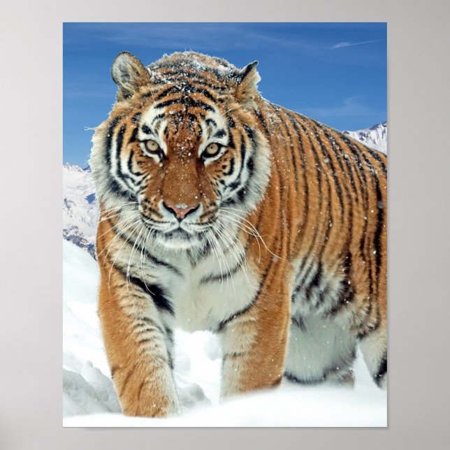 Winter Nature Foto Tiger Snow Mountains Poster (Vorne)