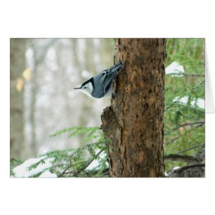 Winter Nuthatch Card