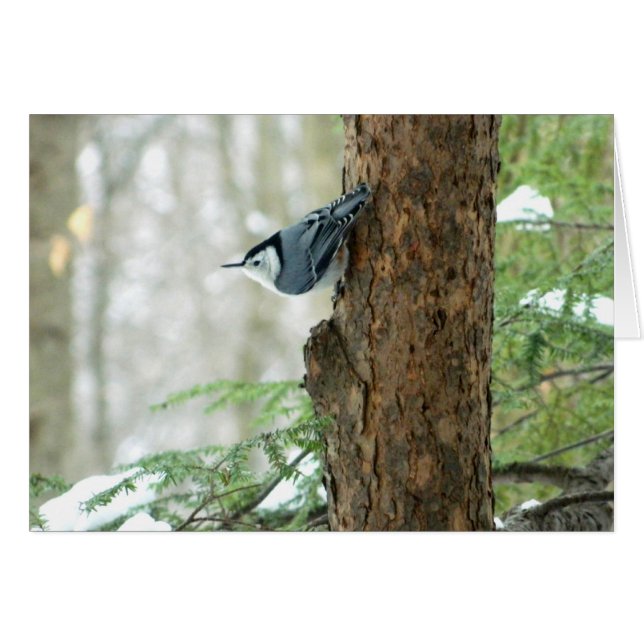 Winter Nuthatch Card (Vorderseite (Horizontal))