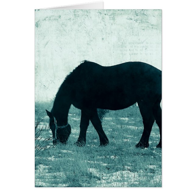 Winter Percheron (Vorne)