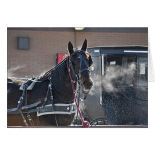 Winter-Pferdeanhängevorrichtung