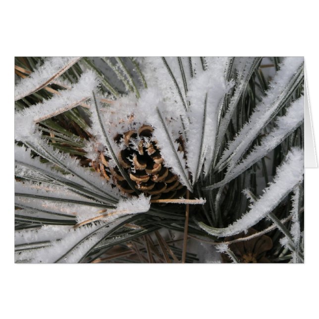 Winter Pine Cone (Vorderseite (Horizontal))