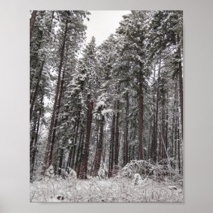 Winter Pines hohe Bäume im Schnee Poster