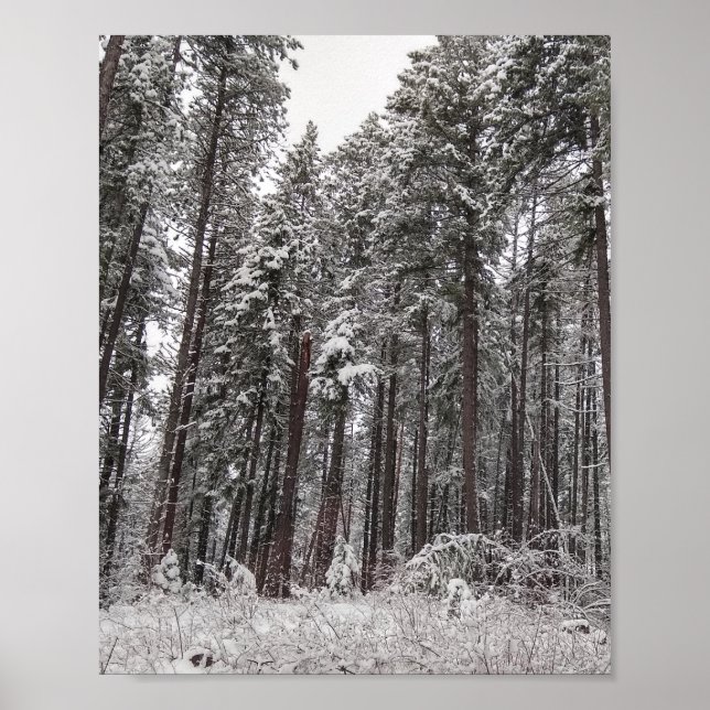 Winter Pines hohe Bäume im Schnee Poster (Vorne)