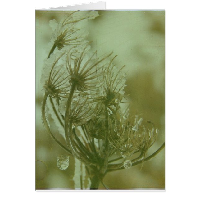 Winter Queen Anne's Lace (Vorne)