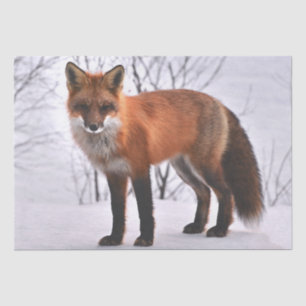 Winter Red Fox Seidenpapier