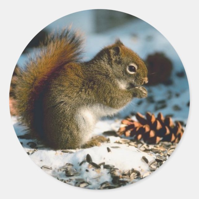 Winter Red Squirrel Holiday Cards Stickers (Vorderseite)