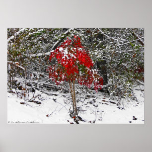 "Winter Red" Zierbamboo in Snow Poster