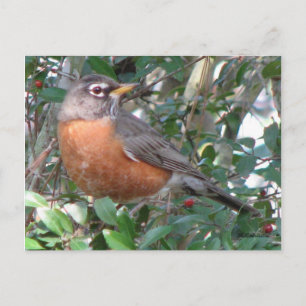 Winter Robin Postcard Postkarte