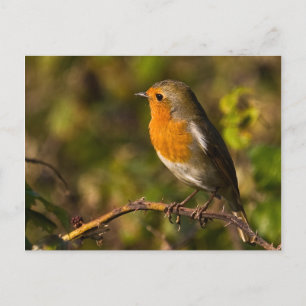 Winter Robin Postcard Postkarte