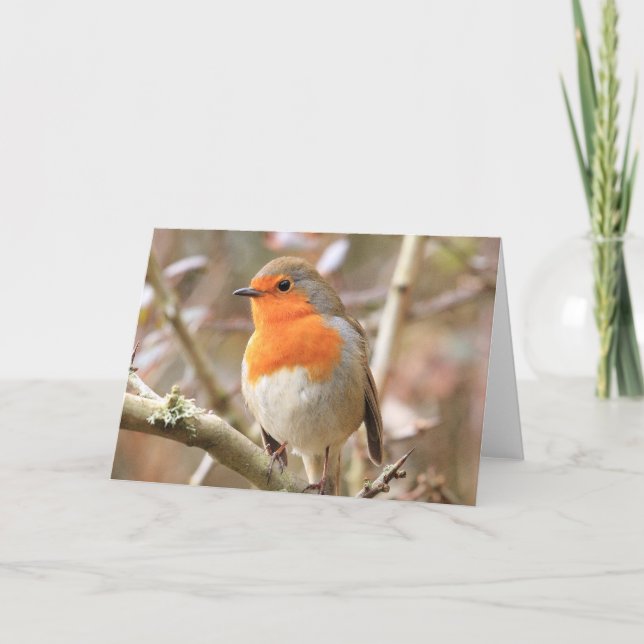 Winter Robin RedBrust Karte (Vorderseite)
