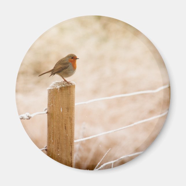 Winter Robin RedBrust Magnet (Vorne)
