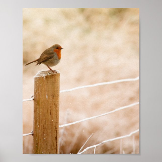 Winter Robin RedBrust Poster (Vorne)