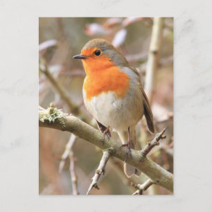 Winter Robin RedBrust Postkarte