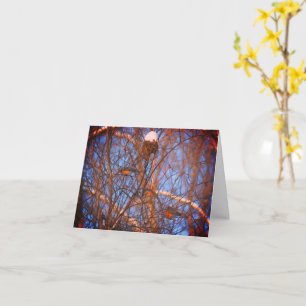 Winter Robins Wildlife Nature Note Card Karte