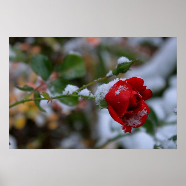 Winter-Rose Poster (Vorne)