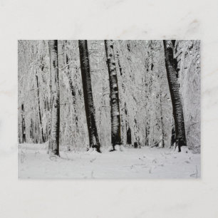 Winter-Schneebäume   -     - Postkarte