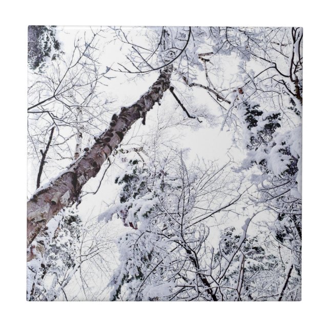 Winter Schneebäume Wald 1 Fliese (Vorderseite)