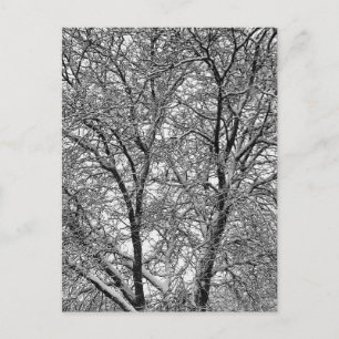 Winter-Schneebaumzweig-Fotografie Postkarte