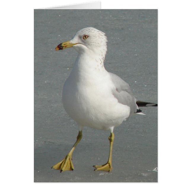 Winter Seagull (Vorne)