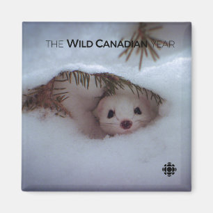 Winter - Short-Tailed Weasel Magnet