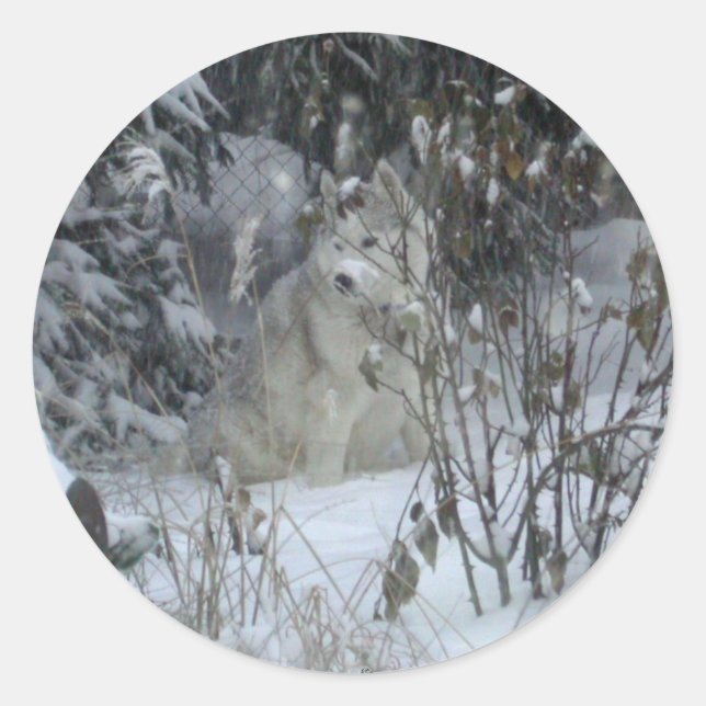 Winter Siberian Husky Sticker (Vorderseite)