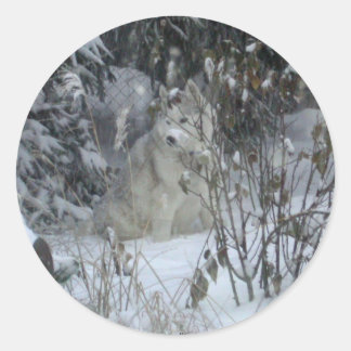 Winter Siberian Husky Sticker