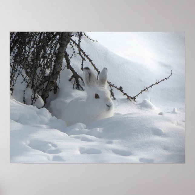 Winter Snow Bunny Art Poster (Vorne)