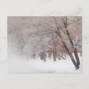 Winter Snow   Lake Kussharo Postkarte