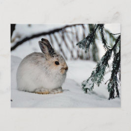 Winter Snow Nature Scene - Snowshoe Hare Feiertagspostkarte