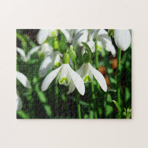 Winter Snowdropps Frühling Blume Bulb Bouquet Puzzle