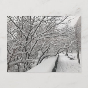 Winter Snowstorm Riverside Park Trees New York NYC Postkarte