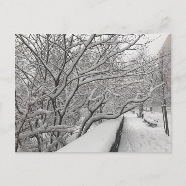 Winter Snowstorm Riverside Park Trees New York NYC Postkarte (Vorderseite)