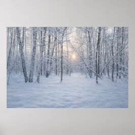 Winter-Sonnenlicht im stillen Birkenwald Poster
