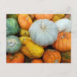 WINTER SQUASH POSTKARTE
