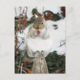 Winter Squirrel Postkarte