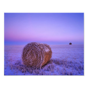 Winter-Strohballen nahe Cartwright North Fotodruck
